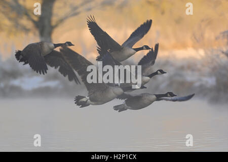 La Bernache du Canada ( Branta canadensis ), troupeau en vol, laissant leurs eaux, au début de l'hiver, le matin au lever du jour. Banque D'Images