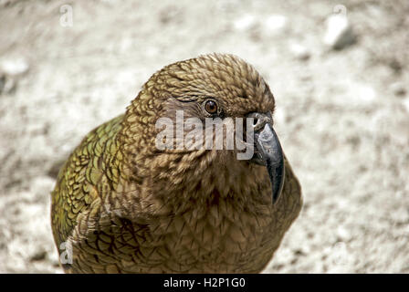 Un gros plan d'un oiseau kea, une espèce de perroquet trouvé dans les forêts et régions alpines de l'île du sud de Nouvelle-Zélande. Banque D'Images