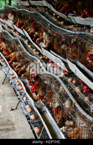 L'état d'Oyo, NIGÉRIA, Ibadan, village Ilora, œuf de poule en cage de maintien de la couche / Eierproduktion Legehennenhaltung Kaefigen, dans Banque D'Images