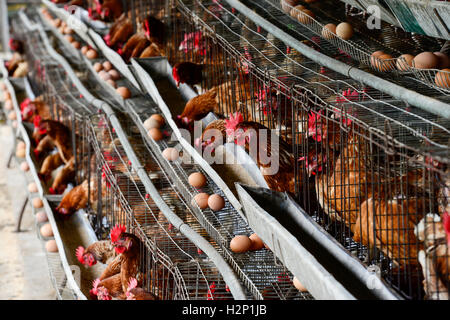 L'état d'Oyo, NIGÉRIA, Ibadan, village Ilora, œuf de poule en cage de maintien de la couche / Eierproduktion Legehennenhaltung Kaefigen, dans Banque D'Images