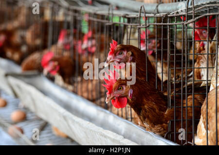 L'état d'Oyo, NIGÉRIA, Ibadan, village Ilora, œuf de poule en cage de maintien de la couche / Eierproduktion Legehennenhaltung Kaefigen, dans Banque D'Images