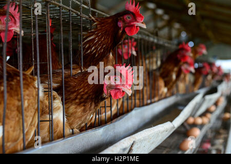 L'état d'Oyo, NIGÉRIA, Ibadan, village Ilora, œuf de poule en cage de maintien de la couche / Eierproduktion Legehennenhaltung Kaefigen, dans Banque D'Images