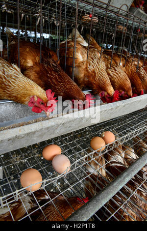 L'état d'Oyo, NIGÉRIA, Ibadan, village Ilora, œuf de poule en cage de maintien de la couche / Eierproduktion Legehennenhaltung Kaefigen, dans Banque D'Images