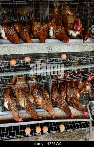 L'état d'Oyo, NIGÉRIA, Ibadan, village Ilora, œuf de poule en cage de maintien de la couche / Eierproduktion Legehennenhaltung Kaefigen, dans Banque D'Images