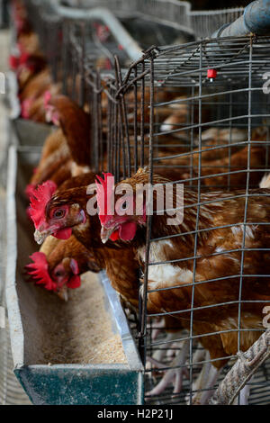 L'état d'Oyo, NIGÉRIA, Ibadan, village Ilora, œuf de poule en cage de maintien de la couche / Eierproduktion Legehennenhaltung Kaefigen, dans Banque D'Images