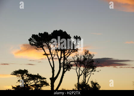 Silhouettes d'arbres pendant le coucher du soleil à Mount Manganui dans la baie de Plenty, en Nouvelle-Zélande. Banque D'Images