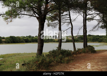 Sentier le long de la rivière du Vincin dans le cadre de la Tour appelé sentier du Golfe, Conleau, Vannes, Morbihan, Bretagne, France Banque D'Images