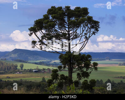 Arbre Araucaria (Araucaria angustifolia) dans les régions rurales du comté de Tamarana, État de Parana, Brésil. Banque D'Images