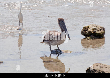 Pélican brun juvénile sur Beach en Floride avec grande aigrette en arrière-plan Banque D'Images