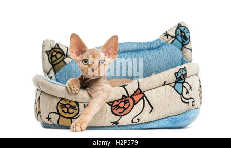 Devon Rex relaxant dans un panier pour animaux isolated on white Banque D'Images