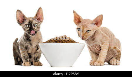 Deux chatons Devon Rex de manger un bol blanc isolated on white Banque D'Images