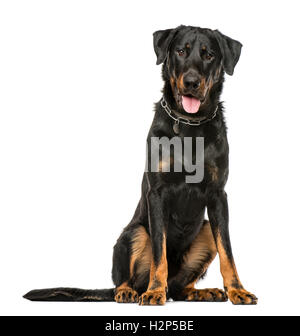 Beauceron haletant et assis, 16 mois, isolated on white Banque D'Images