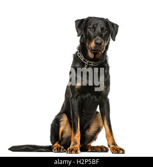 Beauceron assis, 16 mois, isolated on white Banque D'Images