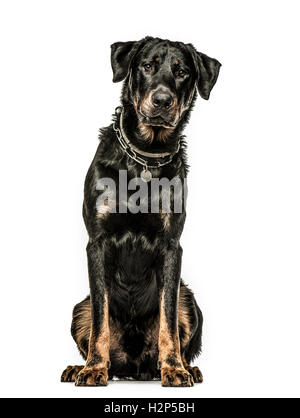 Beauceron assis, 16 mois, isolé sur fond blanc Banque D'Images