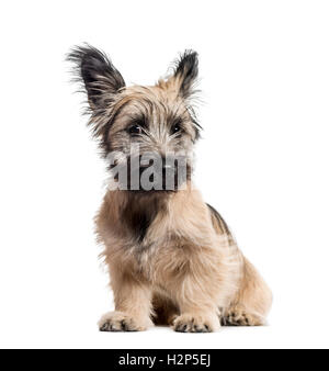 Skye Terrier dog sitting isolated on white Banque D'Images