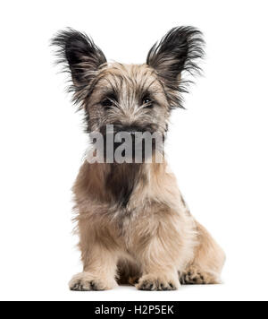 Skye Terrier dog sitting isolated on white Banque D'Images