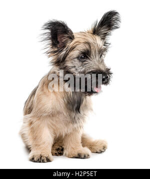 Skye Terrier chien assis à l'écart isolated on white Banque D'Images