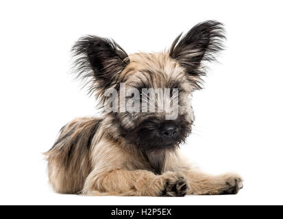 Vue frontale d'un Skye Terrier chien couché isolated on white Banque D'Images