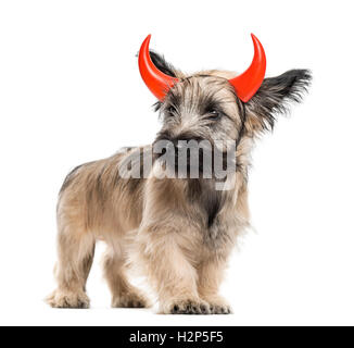 Skye Terrier dog avec cornes isolated on white Banque D'Images