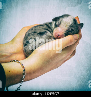 3 jours rocé chiot dormir dans les mains contre l'arrière-plan de couleur Banque D'Images