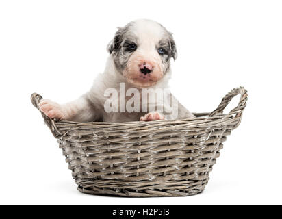 21 jours croisement entre un berger australien et un border collie dans un panier, isolated on white Banque D'Images