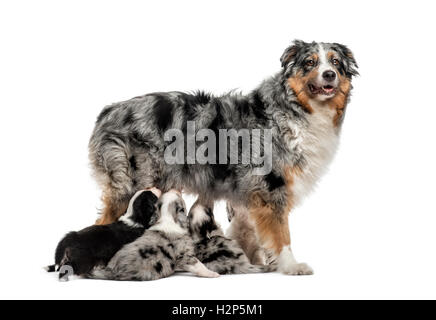Maman et son berger australien alimentation chiots rocé isolated on white Banque D'Images