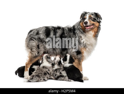Maman et son berger australien alimentation chiots rocé isolated on white Banque D'Images
