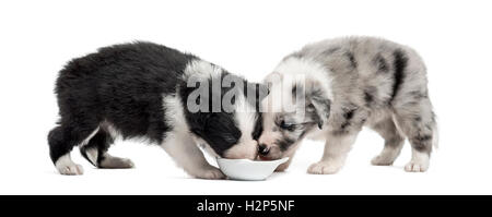 Deux chiots rocé boire isolated on white Banque D'Images