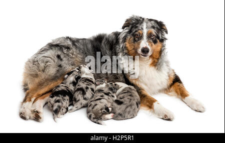 Groupe des 21 jours croisement entre un berger australien et un border collie suckling de mère, isolated on white Banque D'Images