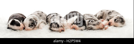 Groupe des 21 jours croisement entre un berger australien et un border collie dormir paisiblement ensemble, sur la fourrure blanche Banque D'Images