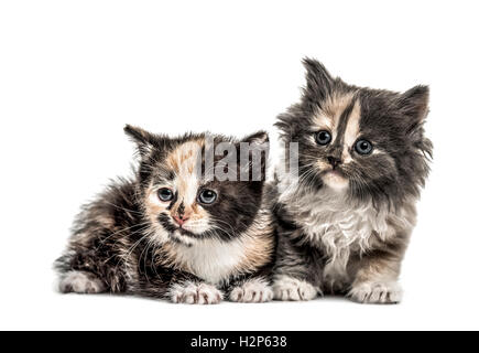 Deux chatons poils courts, 1 mois, à la recherche sur le côté, isolated on white Banque D'Images