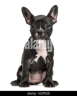 Chiot bouledogue français, 10 semaines, assis face à la caméra, isolated on white Banque D'Images