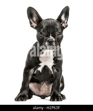 Chiot bouledogue français, 10 semaines, assis face à la caméra, isolated on white Banque D'Images