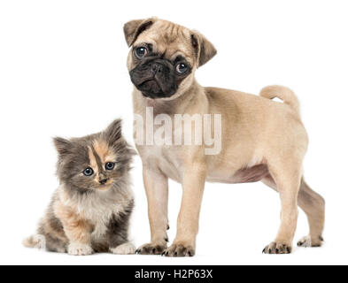 Le PUG, chiot de 3 mois, et européen Shorthair chaton, 1 mois ensemble, isolated on white Banque D'Images