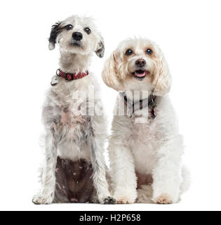 Deux chiens de race mixte, 13 et 3 ans, assis ensemble, isolated on white Banque D'Images