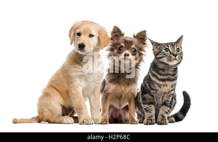 Groupe de deux chiots et chaton ; Cross-breed Labrador, 2 mois, Chihuahua, 6 mois, et européen à poil court, 3 mois. Banque D'Images