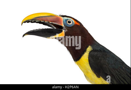 Close-up of a Green aracari ouvrant son bec, Pterogossus Viridis isolated on white Banque D'Images