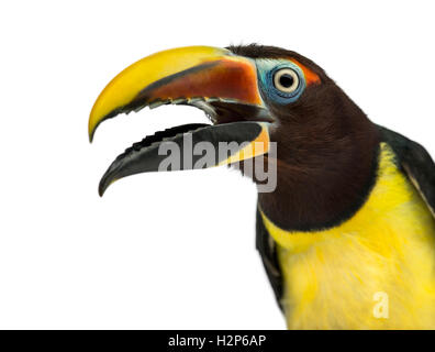 Close-up of a Green aracari ouvrant son bec, Pterogossus Viridis isolated on white Banque D'Images