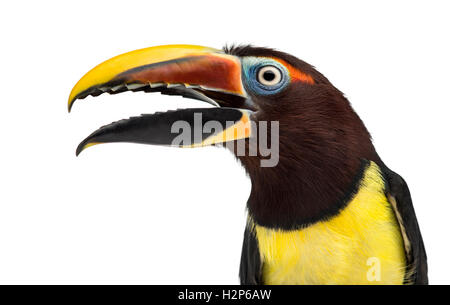 Close-up of a Green aracari ouvrant son bec, Pterogossus Viridis isolated on white Banque D'Images