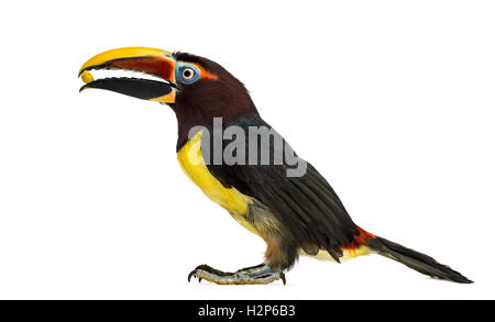 Green aracari manger, Pterogossus Viridis isolated on white Banque D'Images