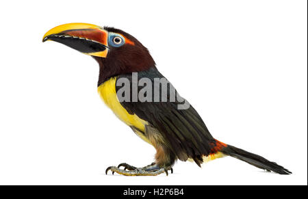 Vue latérale d'un green aracari, Pterogossus Viridis looking up isolated on white Banque D'Images