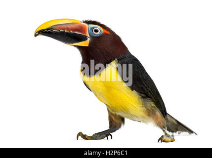 Green aracari, Pterogossus Viridis isolated on white Banque D'Images