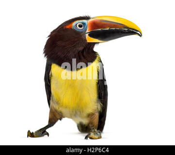 Green aracari, Pterogossus Viridis isolated on white Banque D'Images