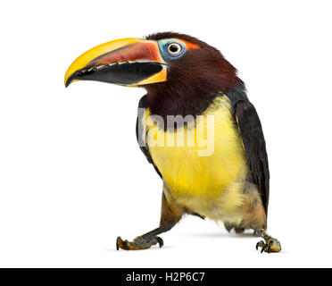 Green aracari, Pterogossus Viridis isolated on white Banque D'Images