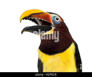 Close up of a Green aracari, Pterogossus Viridis ouvrant son bec isolated on white Banque D'Images