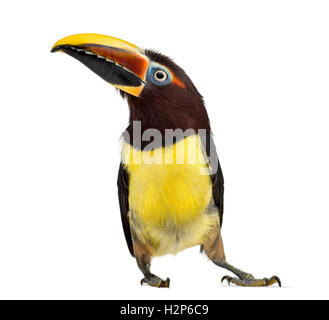 Green aracari, Pterogossus Viridis isolated on white Banque D'Images