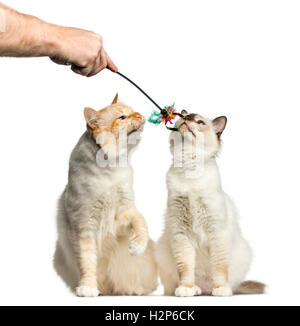 Deux chats Birman qui sent un bâton toy isolated on white Banque D'Images