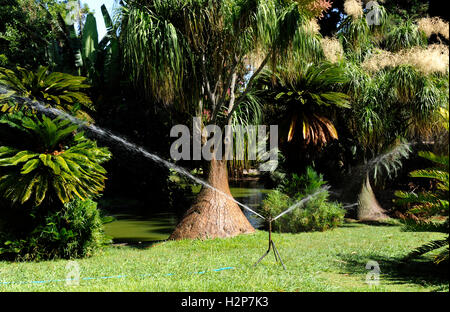 Arbre généalogique pied éléphants, Nolina recurvata, Jardim Botanico, Le Jardin Tropical Botanic Garden, Belem, Lisboa, Lisbonne, Portugal Banque D'Images