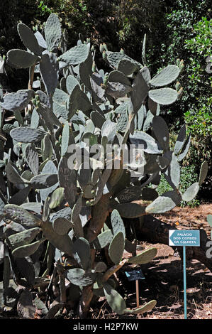 Jardim Botanico, cactus, Le Jardin Tropical Botanic Garden, Belem, Lisboa, Lisbonne, Portugal Banque D'Images