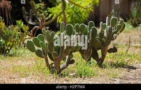 Jardim Botanico, cactus, Le Jardin Tropical Botanic Garden, Belem, Lisboa, Lisbonne, Portugal Banque D'Images